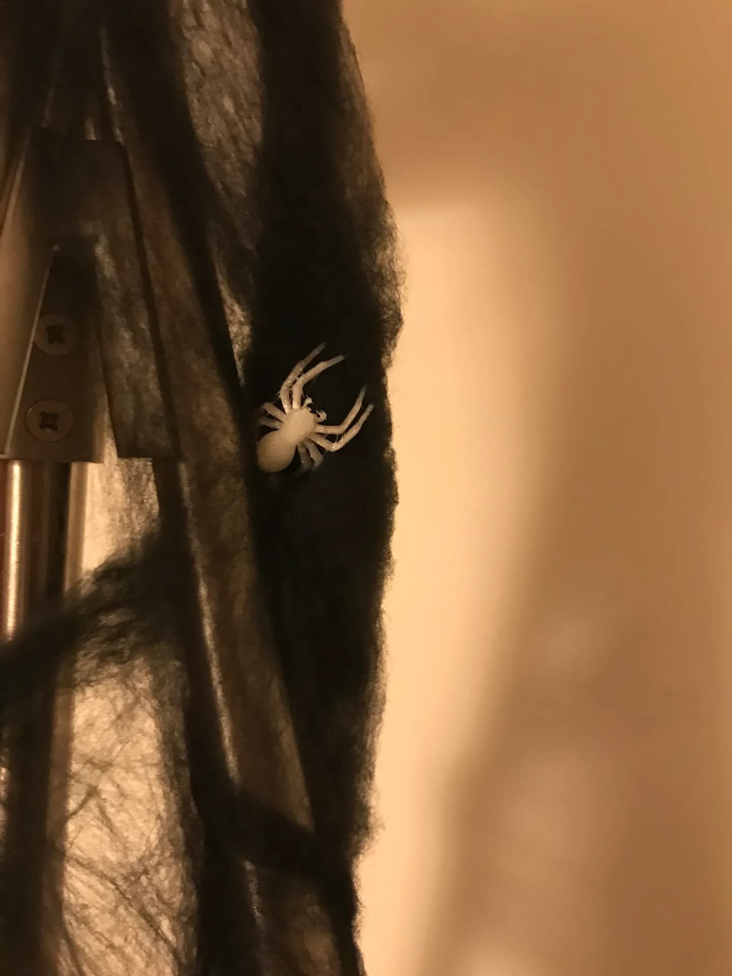 Araña doméstica para Halloween